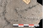 Foto (Detailansicht) von Araucarites sp.  (NHMW-GEO-2024-0188-10583)